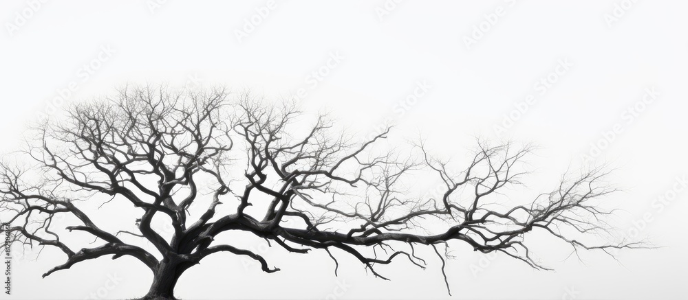 Poster a silhouette of a dried tree against a white background leaving copy space for an image