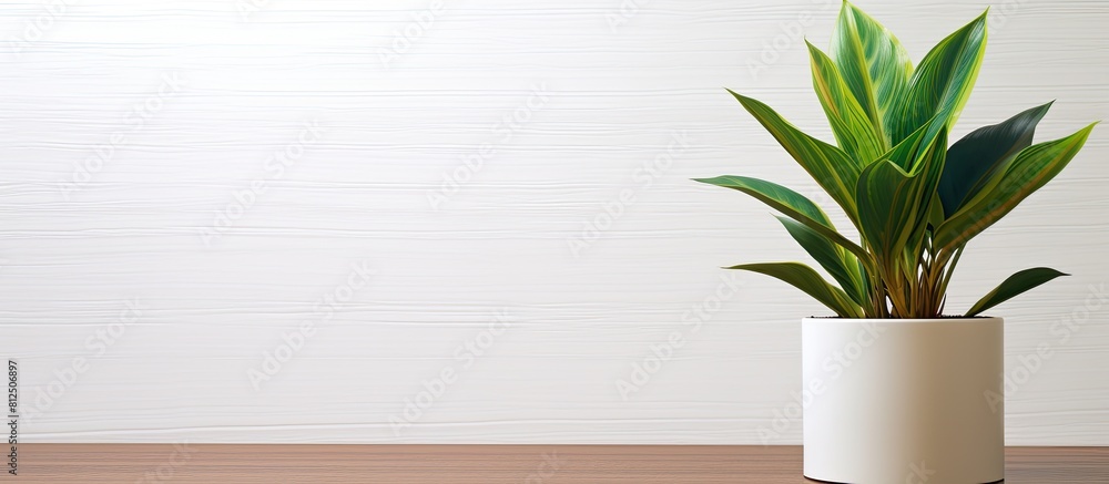 Poster A green plant sits in a white pot against a backdrop of a wooden surface creating a copy space image
