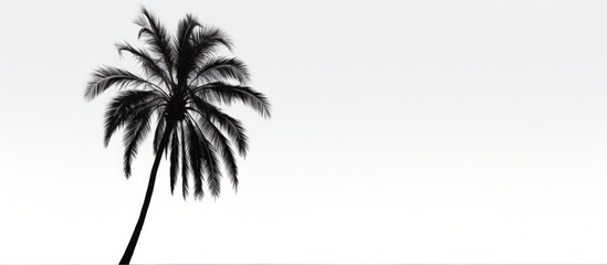 A silhouette of a palm tree is seen on a white background creating a visually appealing image with plenty of room for additional content