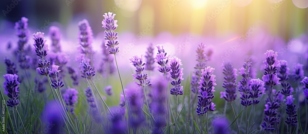 Poster copy space image of blooming lavenders in a lush green garden surrounded by a beautiful bokeh effect