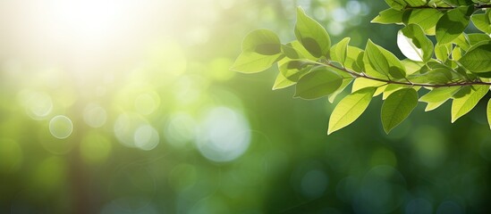 Obraz premium A stunning bokeh background featuring abstract blurred foliage and bright summer sunlight leaving room for a captivating copy space image