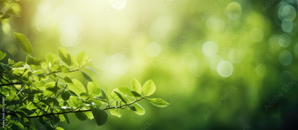 Poster Green nature abstract background with sunlight filtering through trees and bokeh effect Perfect to use as a copy space image