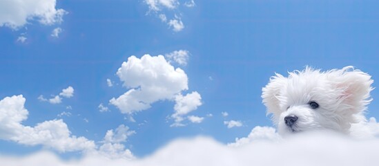 A summertime nature background with a clear blue sky and white clouds resembling a duck or poodle dog Copy space image