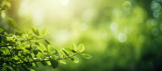 Green nature abstract background with sunlight filtering through trees and bokeh effect Perfect to use as a copy space image