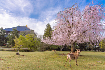 奈良公園　大仏殿　おかっぱ桜と鹿　２