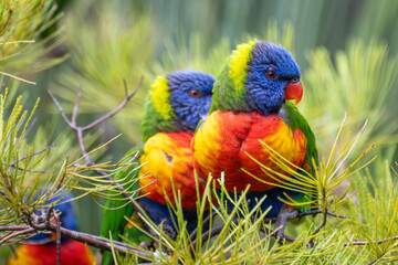 rainbow lorikeet bird, Trichoglossus moluccanus, colourful colorful native parrot, close closeup macro detail, plumage feathers, Currumbin wildlife sanctuary, Gold Coast Queensland Australia