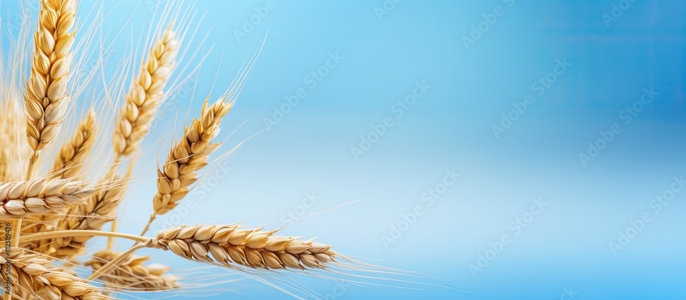 Poster Harvest time with a close up of a ripe wheat spike on a blue and white paper background A banner with natural ears adds to the copy space image