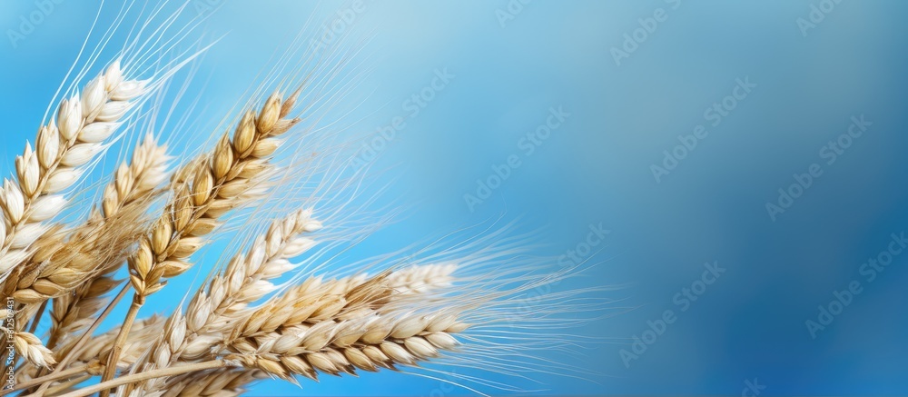 Poster harvest time with a close up of a ripe wheat spike on a blue and white paper background a banner wit