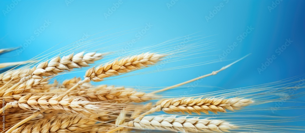 Poster Harvest time with a close up of a ripe wheat spike on a blue and white paper background A banner with natural ears adds to the copy space image
