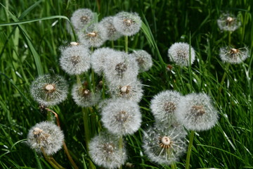 Pusteblumen wachsen auf einer Wiese
