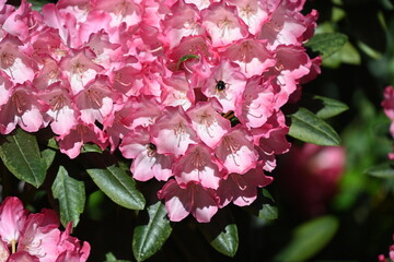 Christiansberg, blühender Rhododendron Mai 2024