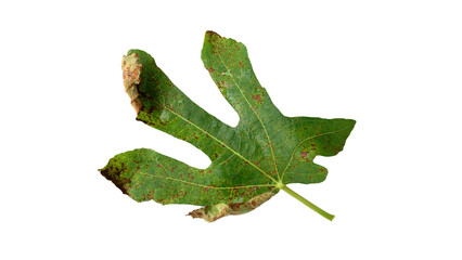 Obraz premium Fig leaves with Isolate Leaves on transparent background. Png file.