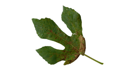Fig leaves with Isolate Leaves on transparent background. Png file.