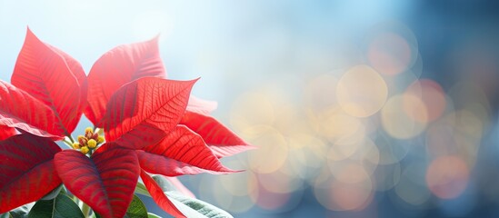 Traditional Christmas flower the poinsettia showcased on a blurred background with ample space for text