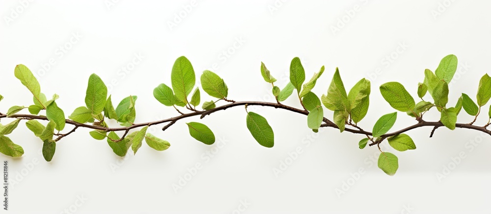 Poster A closeup of twigs with fresh vibrant green leaves of spring against a white background creating a beautiful copy space image