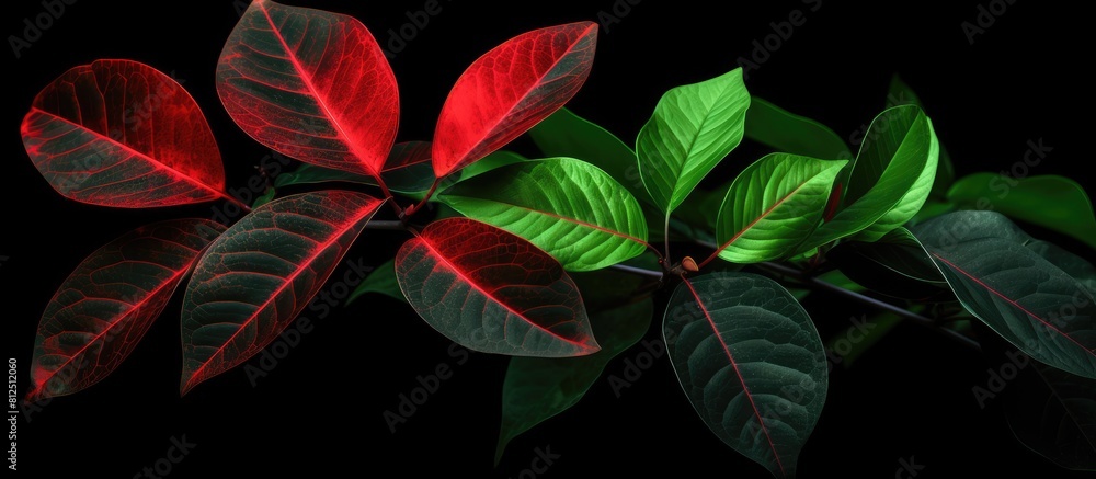 Poster Green leaves with red veins depicting the onset of autumn set against a black patterned backdrop creating a visually captivating copy space image