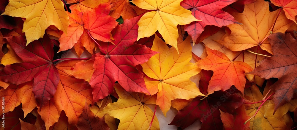 Poster a vibrant mix of red and yellow maple leaves adorns the fall landscape creating a stunning and color