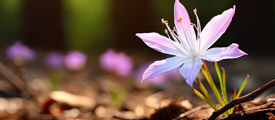 A visually appealing image showcasing the beauty of a Shooting Star wildflower in a close up view with copy space