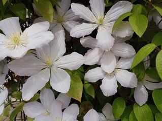 Clematis chrysocoma, golden-haired clematis, is a flowering creeper from the genus Clematis. background of white flowers with large petals between green vines with large green leaves.