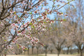 Detail view of tree in The Almond orchard at Hustopece town in South Moravia, Czech Republic, Europe.