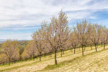 View of blooming trees in The Almond orchard at Hustopece town in South Moravia, Czech Republic, Europe.