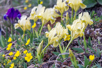 Fototapeta premium Iris arenaria, flowers on The Palava mountain in South Moravia, Czech Republic, Europe.