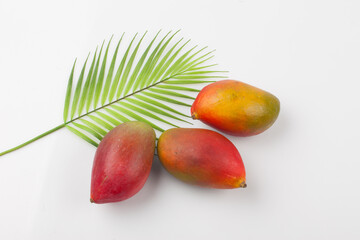  An evergreen tree of the lacquer family. The height is about 30 meters, and the leaves are alternate and thick lanceolate.
