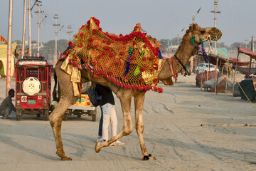 Allahabad (Prayagraj), India: decorated camels for pilgrims. Here two famous rivers Ganges and...