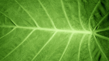 A large and beautiful bright leaf pattern background with a green gradient. For nature, summer,...