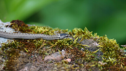 Smooth snake