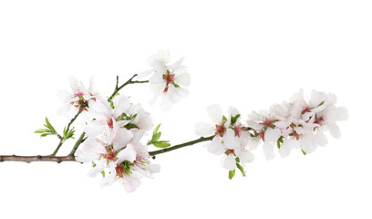 Fototapeta premium Beautiful blossoming tree branch with flowers isolated on white. Spring season