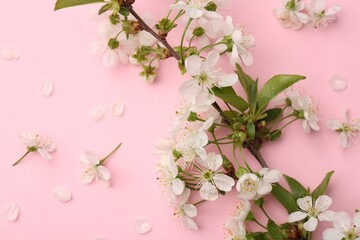 Spring tree branch with beautiful blossoms and petals on pink background, flat lay