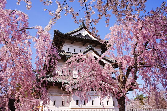 Hirosaki Castle surrounded by Pink Sakura or Cherry Blossom in Aomori, Japan - 日本 青森 弘前城 桜の花	