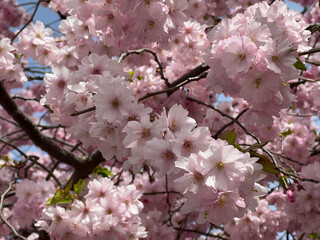 Cherry blossom (sakura)