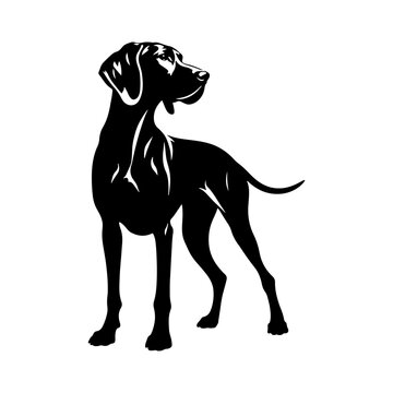 VIZSLA Dog Vector Silhouette - Elegant Strength and Energy of this Athletic Canine Companion Breed - VIZSLA Dog Illustration- Minimalist VIZSLA Dog Vector.
