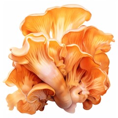 Photo of Chanterelle Mushrooms, Isolated on white background