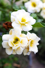 Close Up Of Yellow Adenium flowers