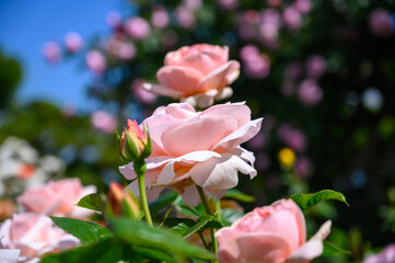 初夏の函館元町