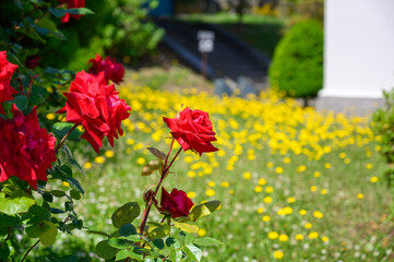 Fototapeta premium 初夏の函館元町