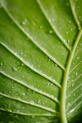 Drop Water Rain On Green Leaf