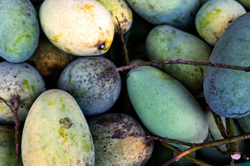 Mango Fruit Background