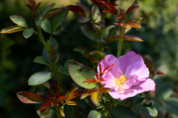 Beautiful Blooming Pink Wild Rose Flower On Branch