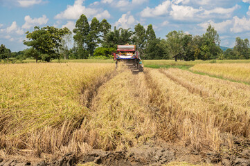 A combine harvester while harvesting rice crops in rice field.