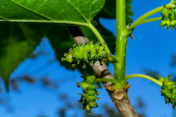 a green spiced mulberry on a tree branch. Fresh mulberries.