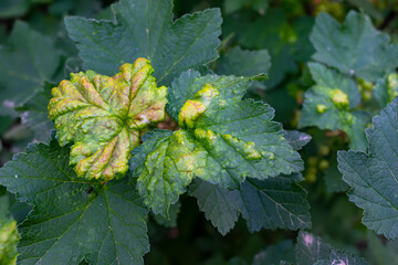 a currant leaf affected by aphids on a sunny summer day on a green background, close-up. Disease.