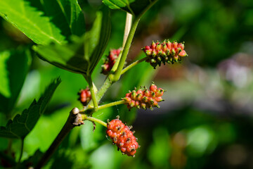 a green spiced mulberry on a tree branch. Fresh mulberries.