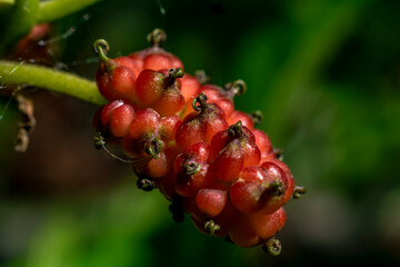 Fresh mulberry red unripe mulberry on a tree branch. Healthy berries. macro