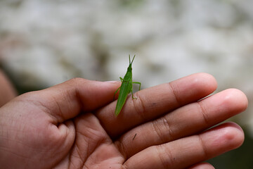 Green grasshopper locust perched on hand
