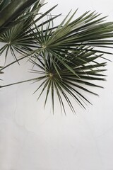 Tropical exotic palm leaves over white wall. Aesthetic minimal floral pattern