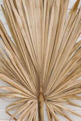 Closeup view of dry tropical palm leaf. Aesthetic bohemian background with tan beige colors